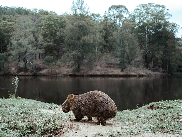 Photo 1 for Wombat Watching