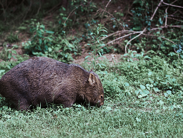 Photo 4 for Wombat Watching