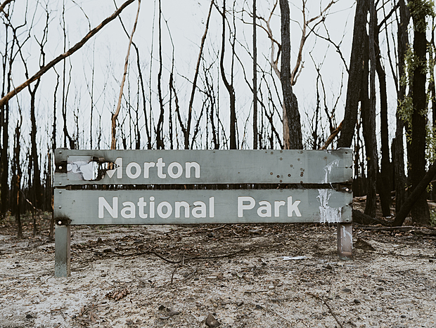 Photo 2 for Regeneration after the bushfires
