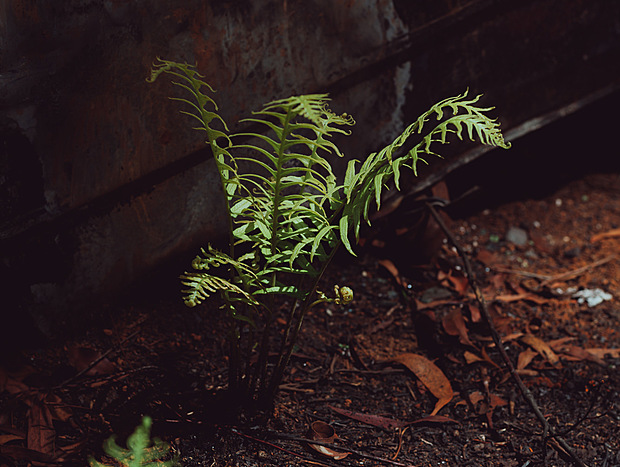 Photo 4 for Regeneration after the bushfires
