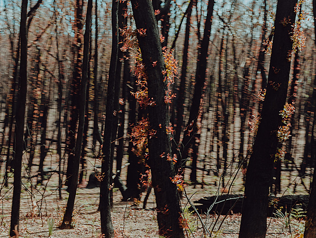 Photo 5 for Regeneration after the bushfires