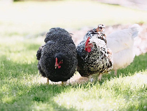 Photo 19 for Charming Converted Barn: The Perfect Macedon Ranges Escape