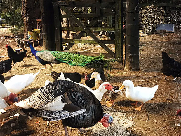 Photo 5 for Farm escape at Redleaf Carriage 1238