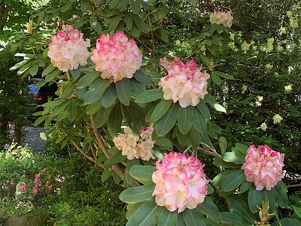 Photo 10 for Shady Brook Deluxe Spa Alpine Cottage in Gardens