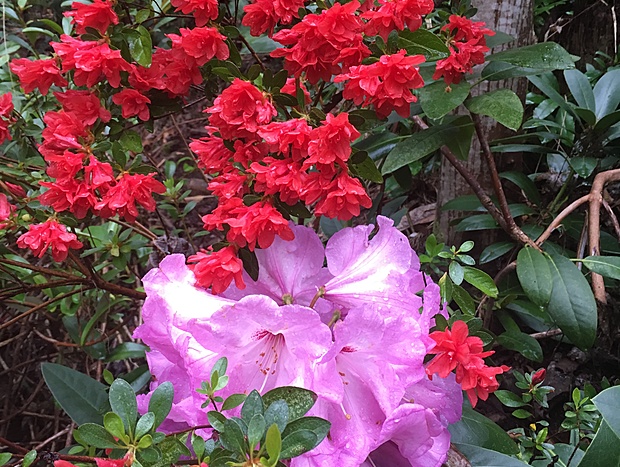 Photo 16 for Shady Brook Deluxe Spa Alpine Cottage in Gardens