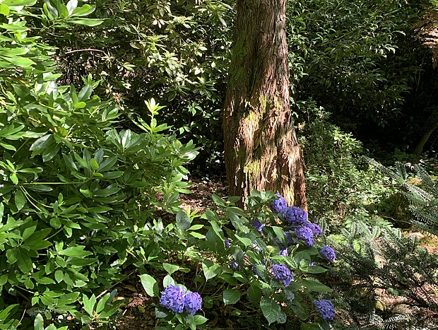 Photo 19 for Shady Brook Alpine Cottage No. 2 in Gardens