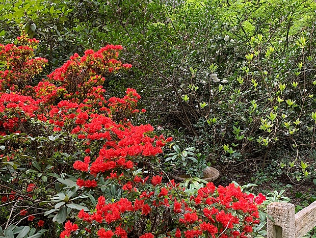 Photo 13 for Shady Brook Alpine Apartment and Gardens