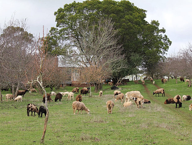 Explore the Farm