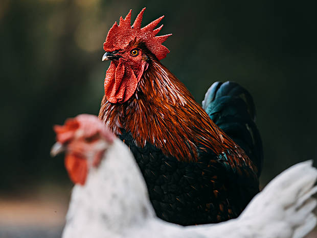 Photo 1 for Rounding up the Chooks