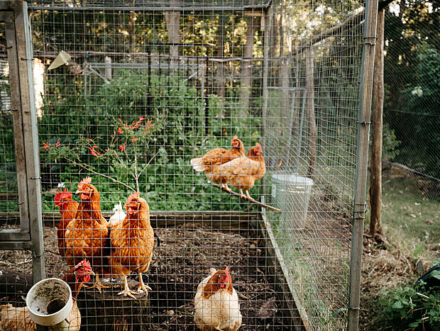 Photo 3 for Rounding up the Chooks