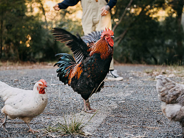 Photo 4 for Rounding up the Chooks