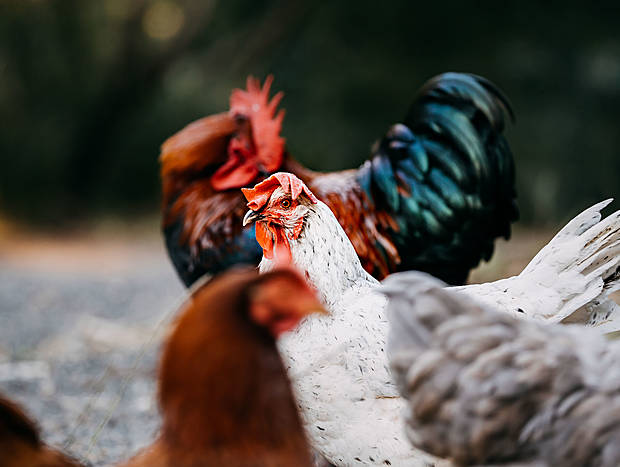 Photo 6 for Rounding up the Chooks