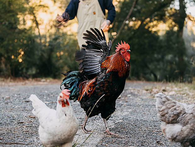 Photo 7 for Rounding up the Chooks