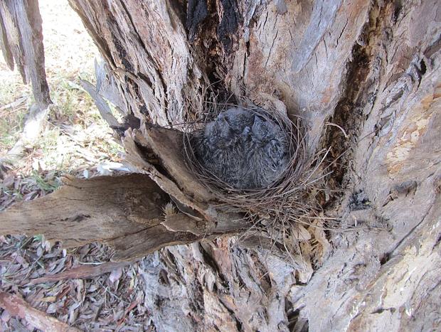 Photo 25 for Kestrel Nest Eco Hut