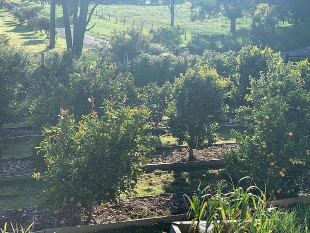 Photo 41 for Citrus Grove: private/architectural/dog-friendly/views/acreage