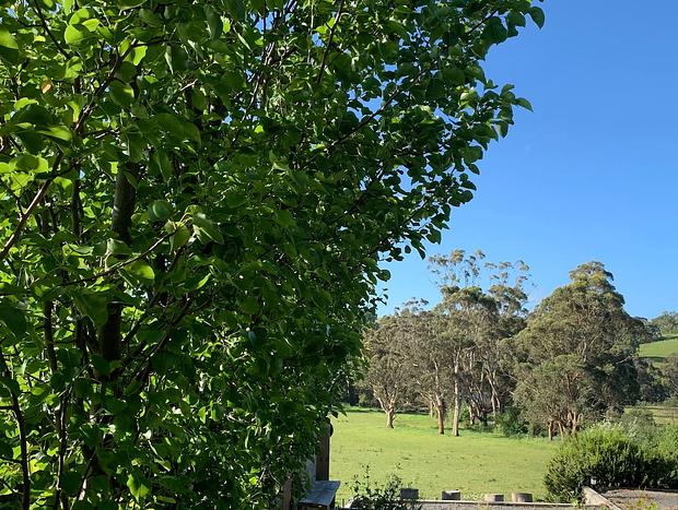 Photo 51 for Citrus Grove: private/architectural/dog-friendly/views/acreage