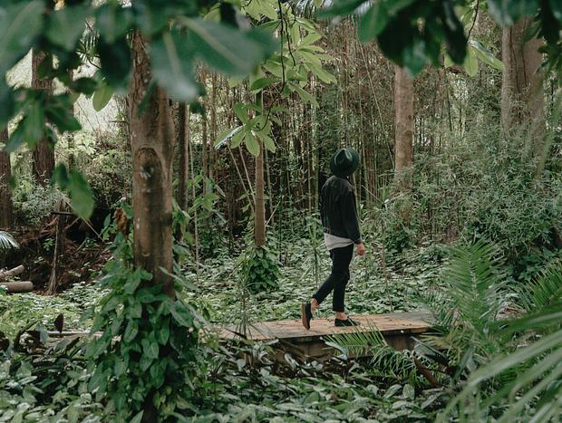 Photo 14 for The Pocket Rainforest Sanctuary