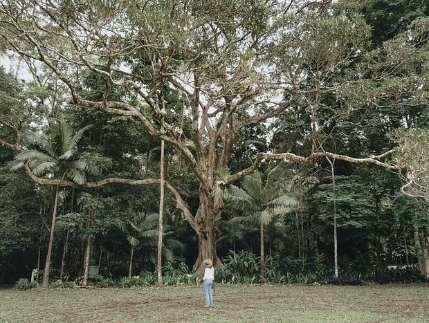 Photo 3 for The Pocket Rainforest Sanctuary