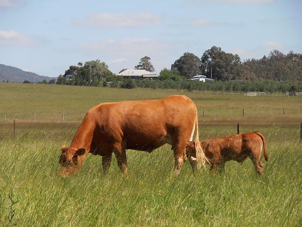 Photo 17 for The Old Dairy at Baerami