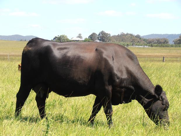Photo 18 for The Old Dairy at Baerami