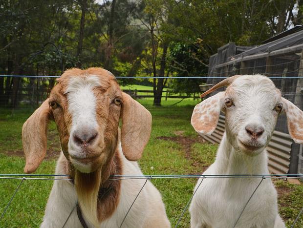 Photo 22 for Tiny Home, Big Views- Farm Stay in Kangaroo Valley