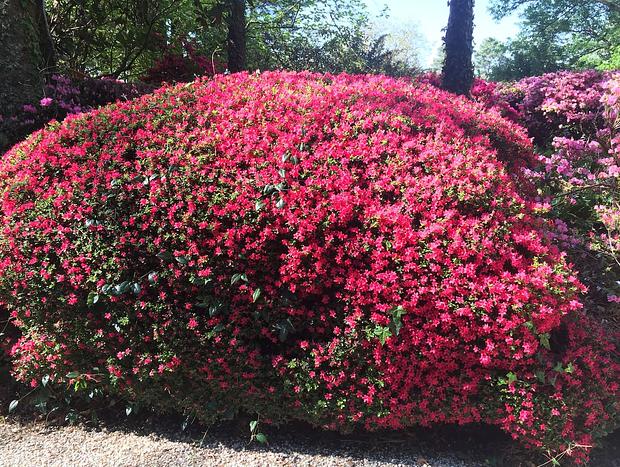 Photo 30 for Dennarque Estate - Camellia Lodge, Mount Wilson