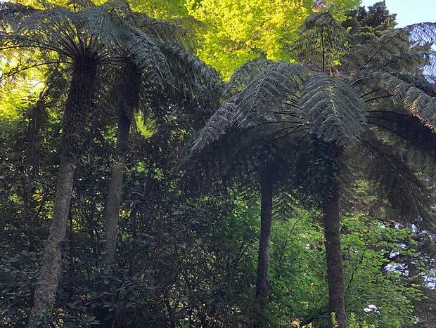 Photo 24 for Dennarque Estate - Camellia Lodge, Mount Wilson