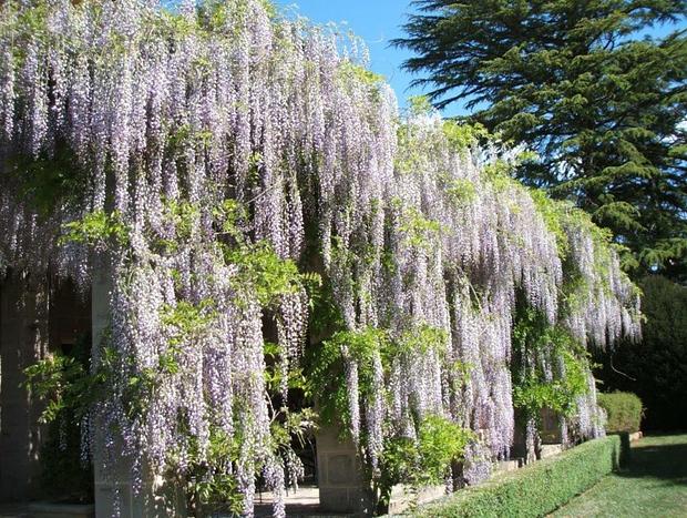 Photo 10 for Dennarque Estate - Wisteria Lodge, Mount Wilson
