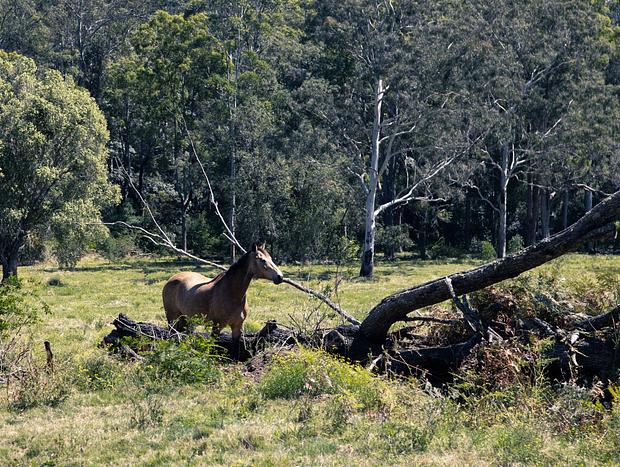 Photo 30 for Country Camping in Bungabee Springs