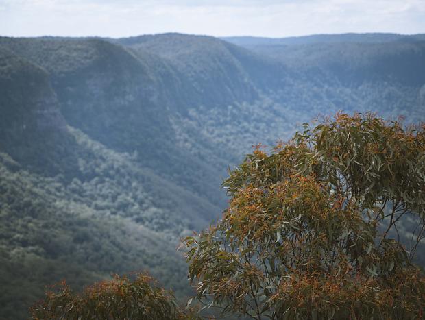 Photo 4 for The Border Ranges National Park Lookout