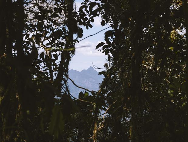 Photo 5 for The Border Ranges National Park Lookout