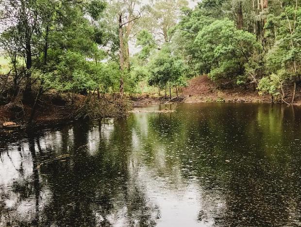 Wildernest cascades and rainforest