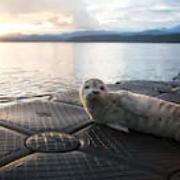 Hood Canal's profile photo