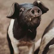 Ripples n's profile photo